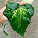Sadnice - puzavice: Hedera colchica Sulphur Heart, slika3